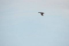 Anas_falcata_2024_0611_0949-8