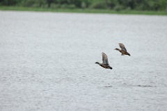 Anas_falcata_2024_0611_0949