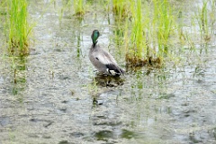 Anas_falcata_2024_0611_1139-4