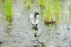 Anas_falcata_2024_0611_1139-6