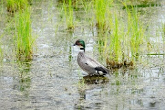 Anas_falcata_2024_0611_1139