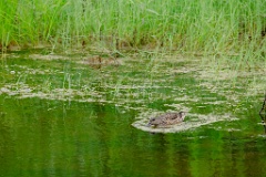 Anas_falcata_2024_0611_1148-3