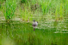 Anas_falcata_2024_0611_1148-4