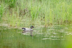 Anas_falcata_2024_0611_1148