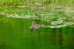 Anas_falcata_2024_0611_1149-2