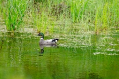 Anas_falcata_2024_0611_1149