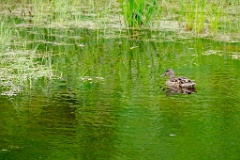 Anas_falcata_2024_0611_1150