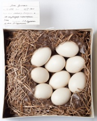 eggs_museum_Anas_formosa201009161545