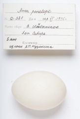 eggs_apart_Anas_penelope201009161541