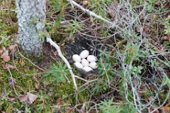 nest1491_eggs_nature_Anas_penelope_2014_0529_2303