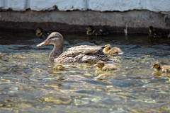 Anas_platyrhynchos_2024_0531_0510