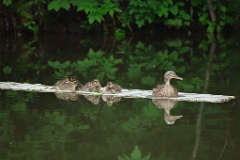 Anas_platyrhynchos_2024_0617_1242