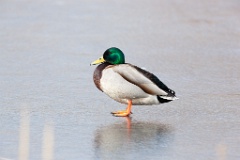 bird_male_Anas_platyrhynchos_2014_0405_1531 — копия