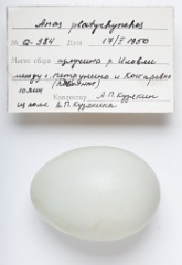 eggs_apart_Anas_platyrhynchos201009161528