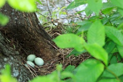 nest_with_bird_Anas_platyrhynchos201205271059