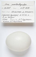 eggs_apart_Anas_poecilorhyncha201009161535