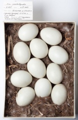 eggs_museum_Anas_poecilorhyncha201009161534