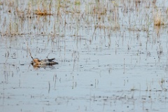 Anas_querquedula_2024_0604_1803