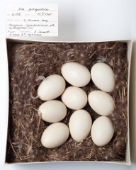 eggs_museum_Anas_querquedula201009161554