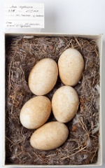 eggs_museum_Anser_erythropus201009161643