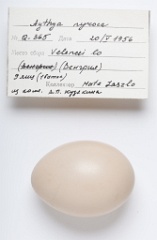 eggs_apart_Aythya_nyroca201009161412-1