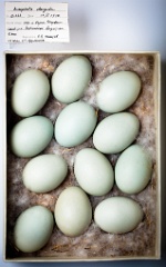 eggs_museum_Bucephala_clangula201009161308