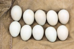nest1483_eggs_apart_Bucephala_clangula_2014_0527_1210