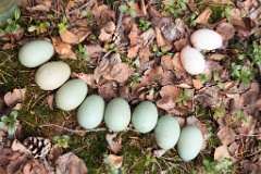 nest1485_eggs_apart_Bucephala_clangula_2014_0527_1354