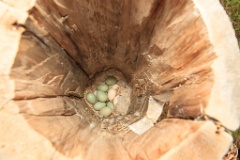 nest1486_eggs_nature_Bucephala_clangula_2014_0527_1517-3