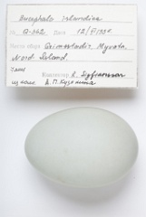 eggs_apart_Bucephala_islandica201009161305