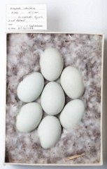eggs_museum_Bucephala_islandica201009161304