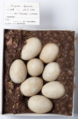 eggs_museum_Clangula_hyemalis201009161415