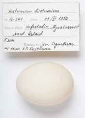 eggs_apart_Histrionicus_histrionicus201009161312