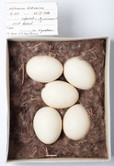 eggs_museum_Histrionicus_histrionicus201009161311