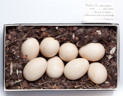 eggs_museum_Melanitta_americana201009161738