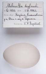 eggs_apart_Melanitta_deglandi201010121342