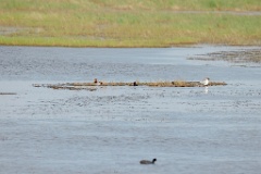 Netta_rufina_2024_0604_1805