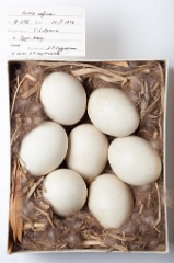 eggs_museum_Netta_rufina201009161421