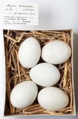 eggs_museum_Oxyrra_leucocephala201009161417