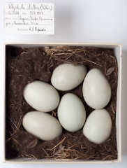 eggs_museum_Polysticta_stelleri201009161654