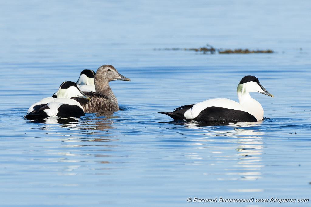 0_birds_flock_Somateria_molissima2014_0528_1940.jpg - Гага обыкновенная, Somateria molissima, Common Eider. Кандалакшский залив Белого моря. Остров Лодейный. Россия, Мурманская область. The photo was taken in the Kandalaksha Gulf of the White Sea. Russia, Murmansk region. Island Lodeinoe.