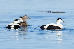 0_birds_flock_Somateria_molissima2014_0528_1940