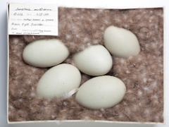 eggs_museum_Somateria_molissima201009161252