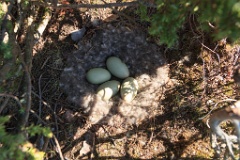 nest14111_eggs_nature_Somateria_molissima2014_0625_1201