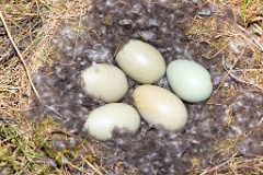 nest1466_eggs_nature_Somateria_molissima_2014_0525_1100