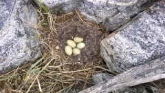nest1472_eggs_nature_Somateria_molissima2014_0526_1329