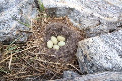 nest1472_eggs_nature_Somateria_molissima2014_0526_1331