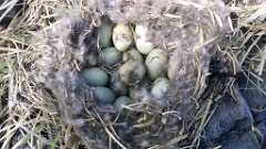 nest1476_eggs_nature_Somateria_molissima2014_0526_1405