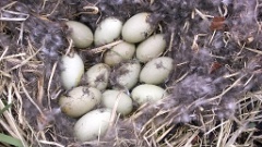 nest1476_eggs_nature_Somateria_molissima2014_0527_1533