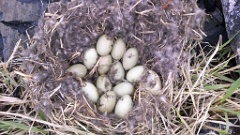 nest1476_eggs_nature_Somateria_molissima2014_0527_1534
